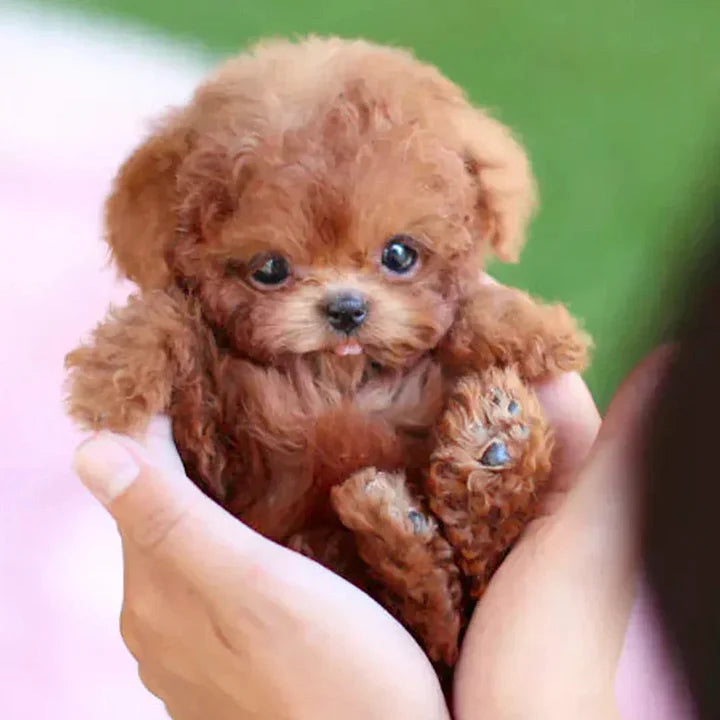 Zavinox™- My Realistic Robot Puppy